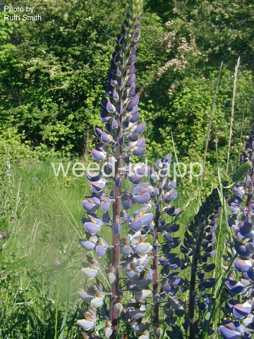 lupine, large-leaved